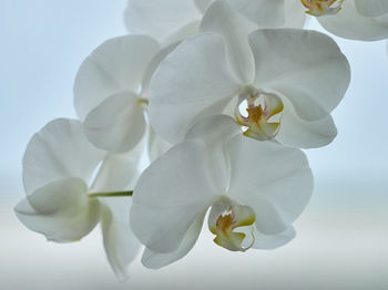 Close-up of white flowering plant