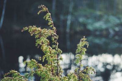 Close-up of lichen on branch against blurred background