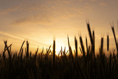 Close-up of stalks in field against sunset sky