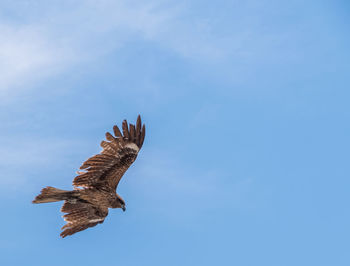 Low angle view of eagle flying in sky