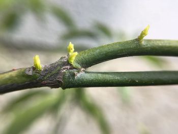 Close-up of leaf