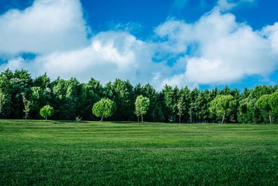 Panoramic shot of trees on field against sky