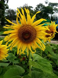 Close-up of fresh sunflower blooming in field