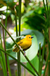 Close-up of bird perching on yellow flower