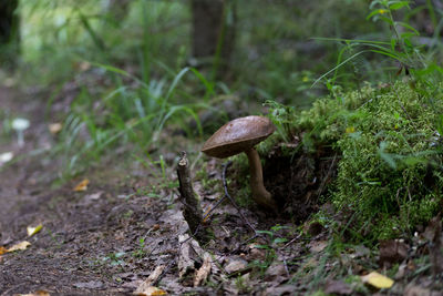 Close-up of mushroom growing in forest