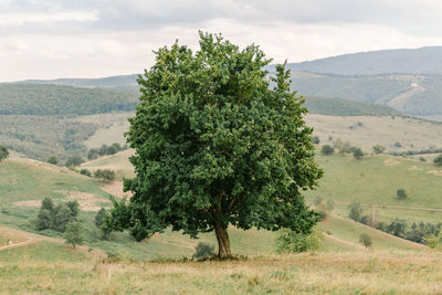 Tree on field against sky