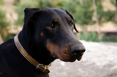 Close-up of black dog looking away