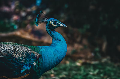 Close-up of a peacock