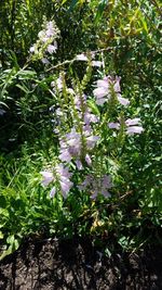 Flowers growing outdoors