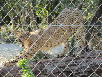 Cat behind fence in zoo