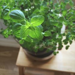 Close-up of plant growing outdoors