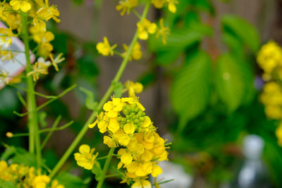 Close-up of yellow flower