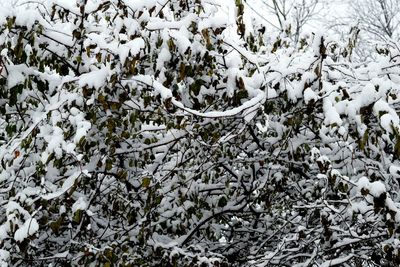 Close-up of snow on tree branch