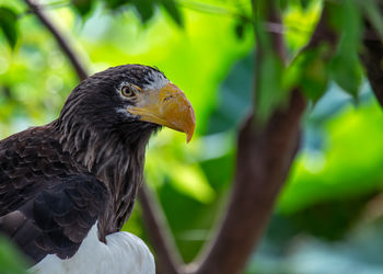 Close-up of bird