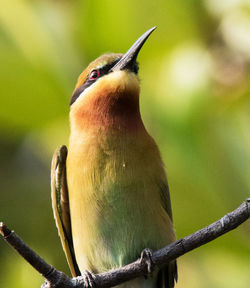 Close-up of bird perching on branch