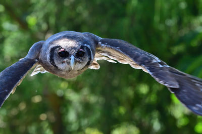 Close-up of eagle