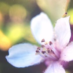 Close-up of flowers against blurred background