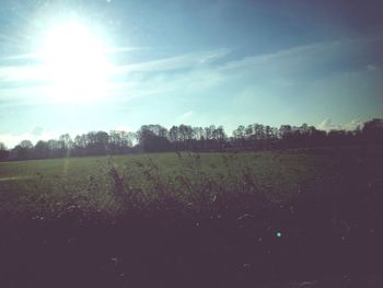 Sun shining through trees on field