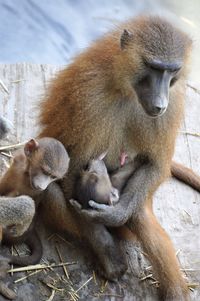 Close-up of monkey sitting outdoors