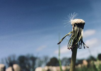Close-up of succulent plant on field against sky