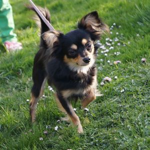 Dog on field