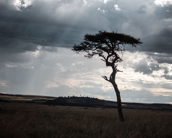 Bare tree on field against sky