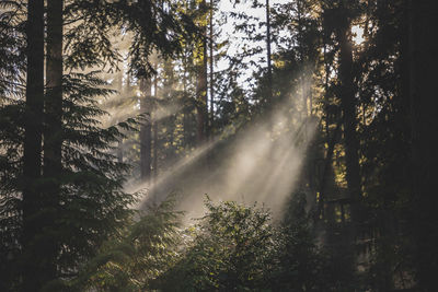 Sunlight streaming through trees in forest