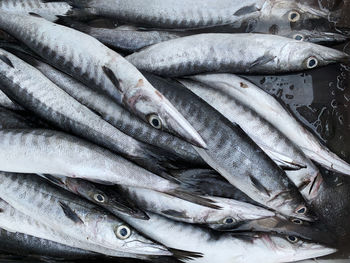 Pile of fresh barracuda fish ready to be sold at the market