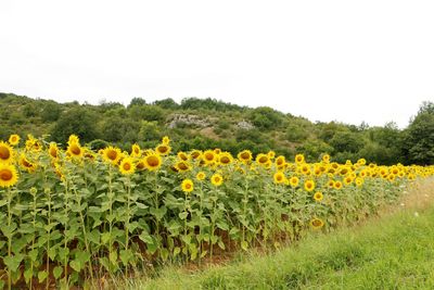 Yellow flowers growing in field