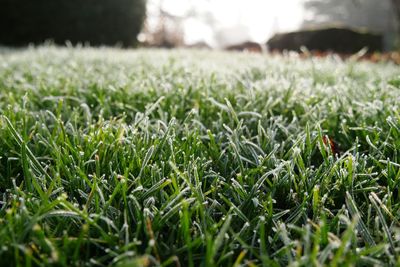 Surface level view of fresh green grass