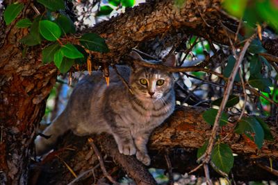 Close-up of cat