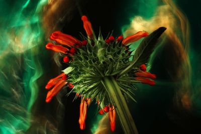 Close-up of red flowering plant