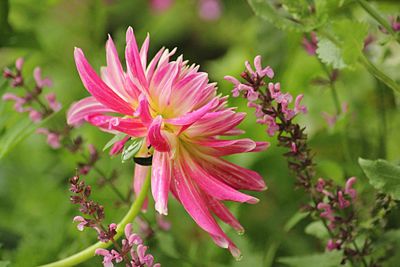 Close-up of pink flowers blooming outdoors