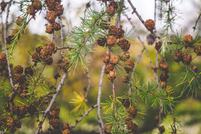Close-up of an evergreen needle tree branch with visible mini pine cones