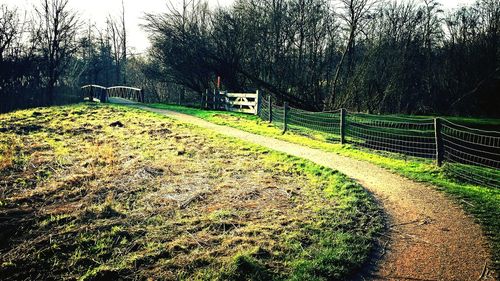 Trees on grassy field