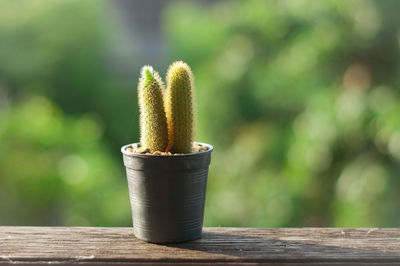 Close-up of succulent plant on table