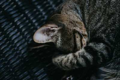 High angle view of cat sleeping