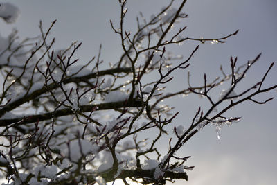 Low angle view of bare tree against sky