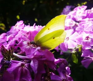 Close-up of pink flowers blooming outdoors