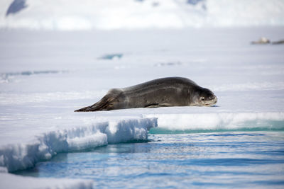 Seal on frozen sea