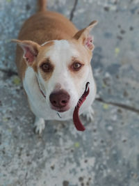 Close-up portrait of dog