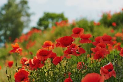 Close-up of red poppy flowers growing on field