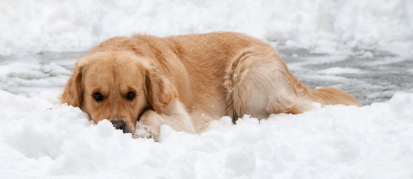 Close-up of dog in snow