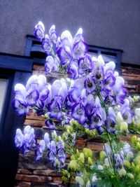 Low angle view of purple flowering plants in building