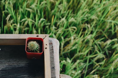 High angle view of small potted plant on table