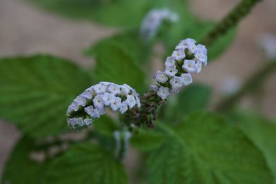 Close-up of fresh flowers blooming outdoors