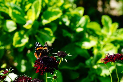 Close-up of butterfly pollinating on flower