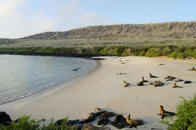 View of birds on beach against the sky