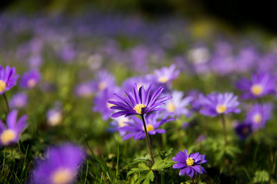 Close-up of purple flowers blooming outdoors