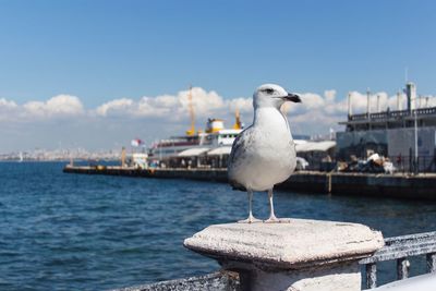 Seagull perching on sea against sky